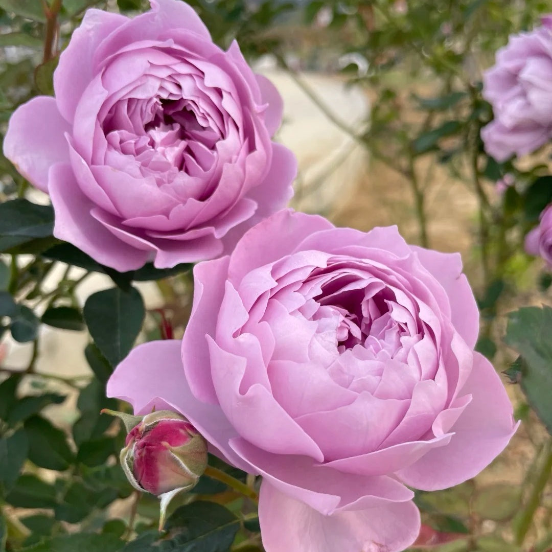 Kong Meng Rose