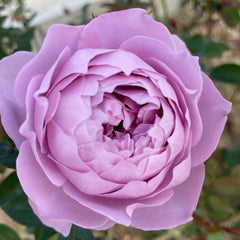 Kong Meng Rose