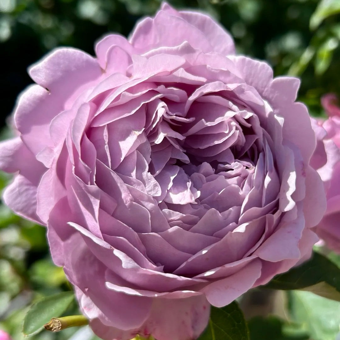 Kong Meng Rose