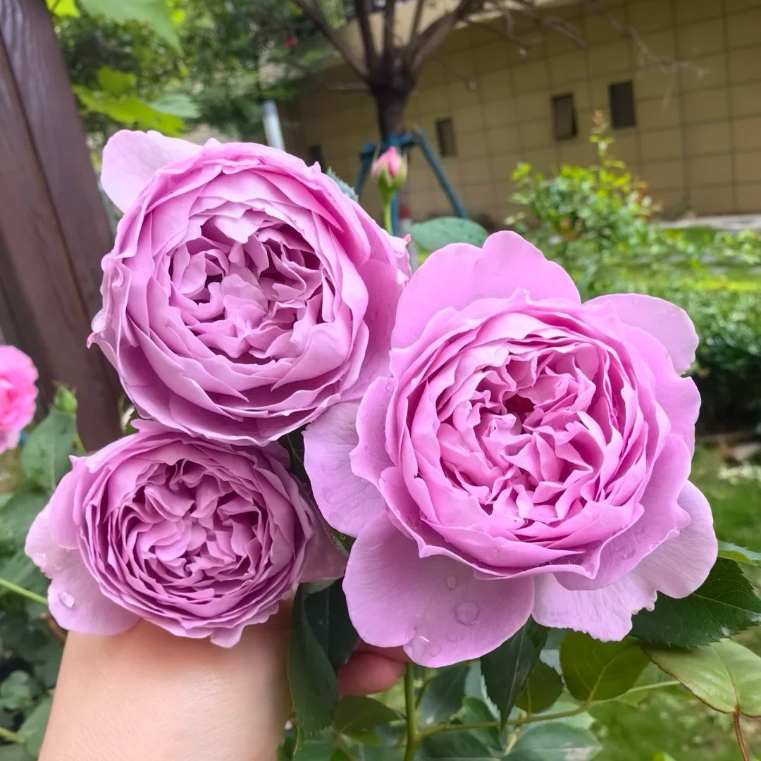 Kong Meng Rose
