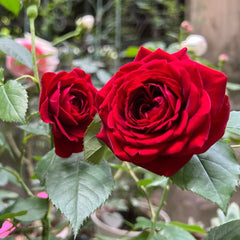 Kurocho Rose