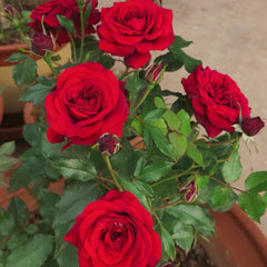 Kurocho Rose