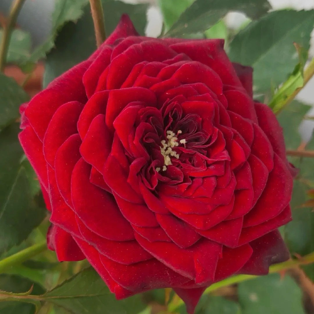 Kurocho Rose