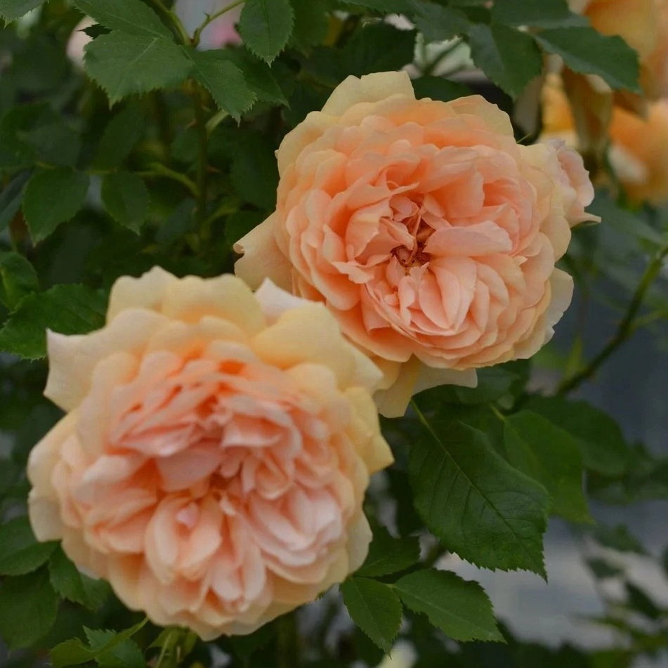 La Belle Peau Rose