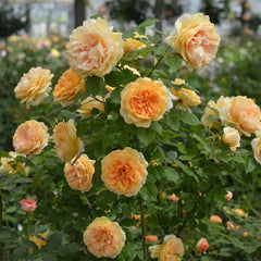 La Belle Peau Rose