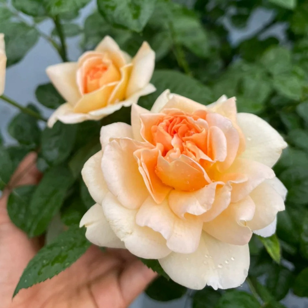 La Belle Peau Rose