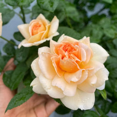La Belle Peau Rose