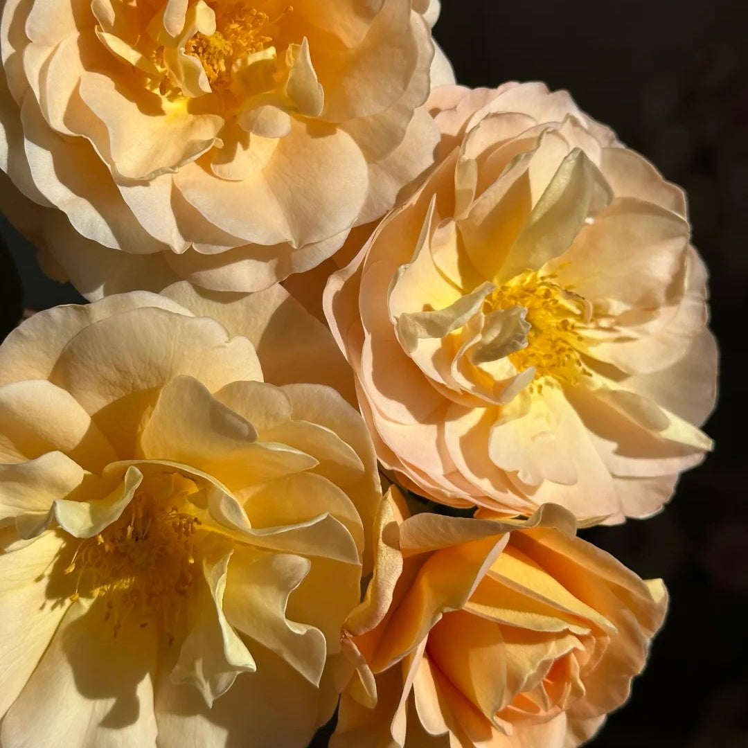 La Belle Peau Rose