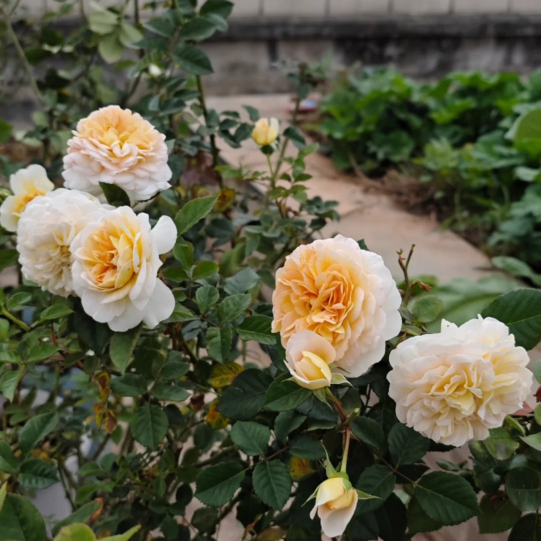 La Belle Peau Rose