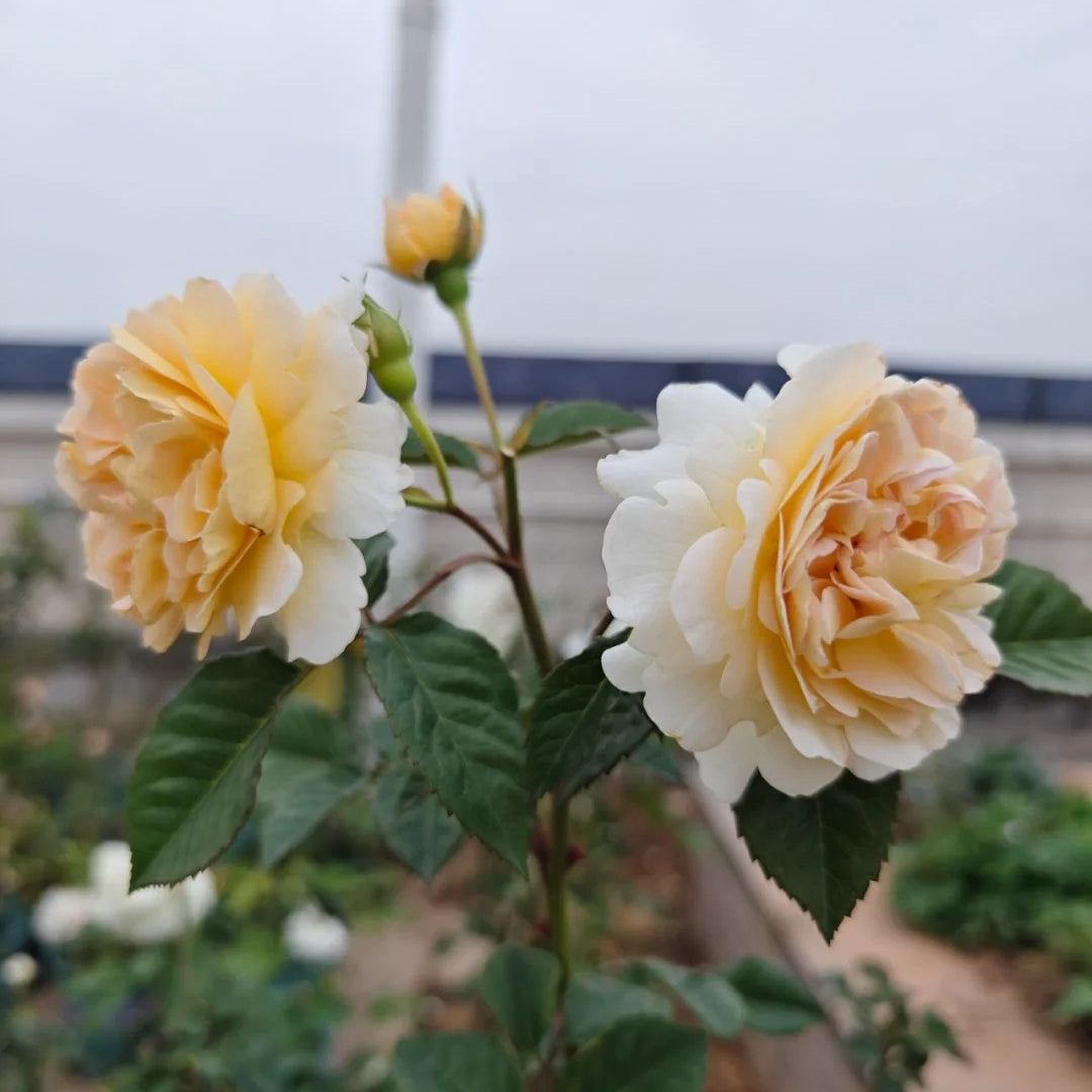 La Belle Peau Rose