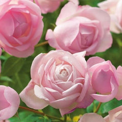La Boum Rose
