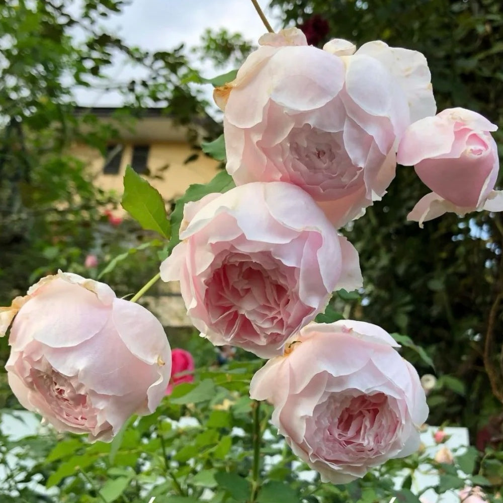 La Boum Rose
