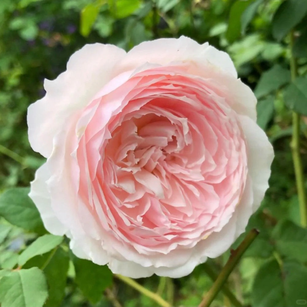 La Boum Rose