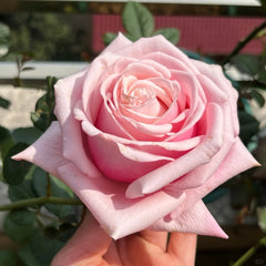 Lady Raphaela Rose