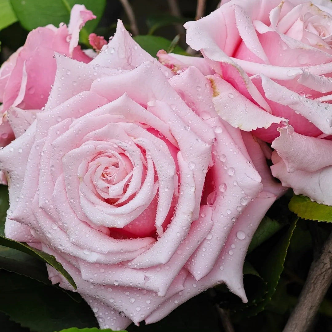 Lady Raphaela Rose