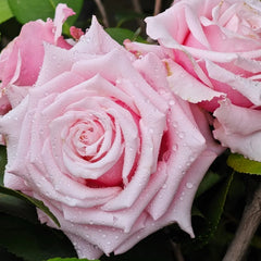 Lady Raphaela Rose