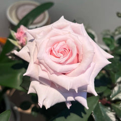 Lady Raphaela Rose