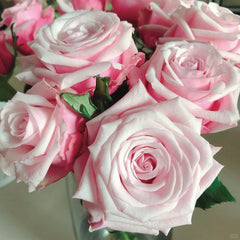 Lady Raphaela Rose