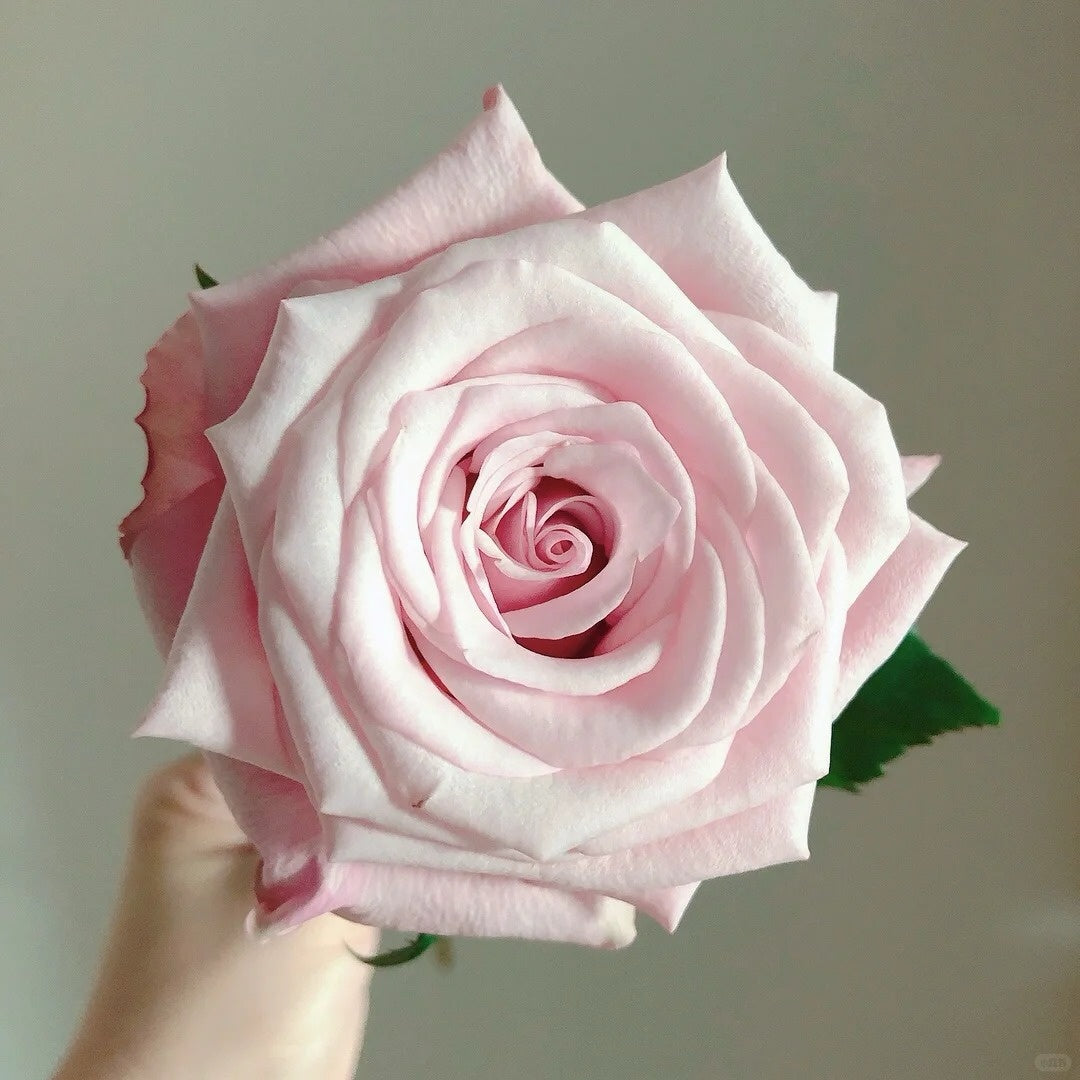 Lady Raphaela Rose
