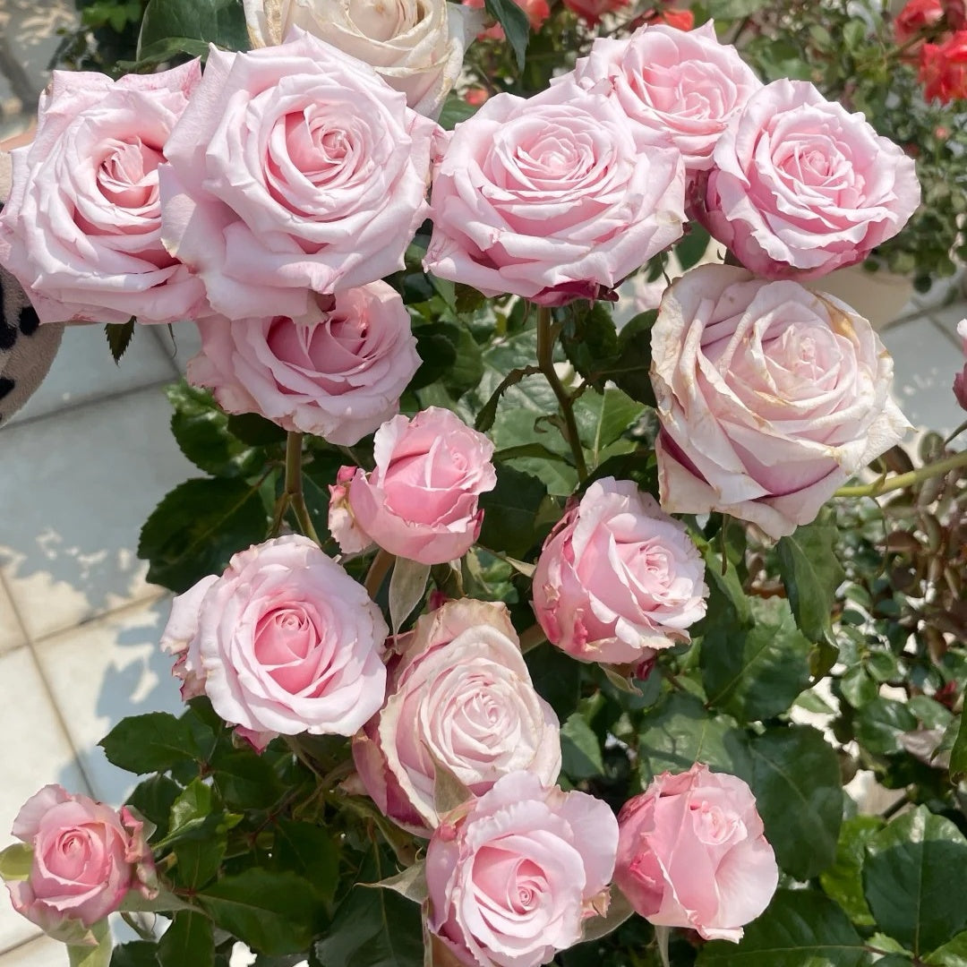 Lady Raphaela Rose