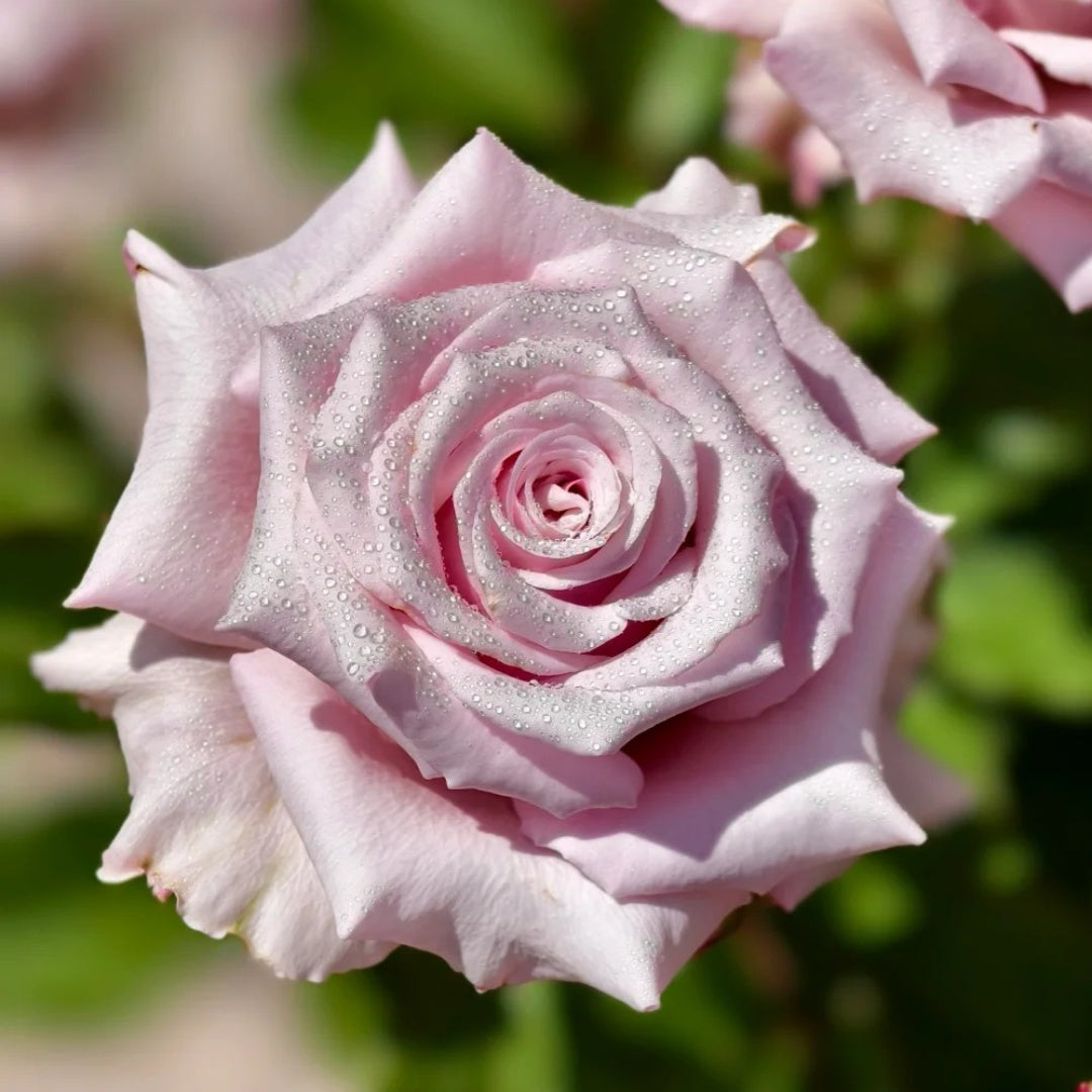 Lady Raphaela Rose