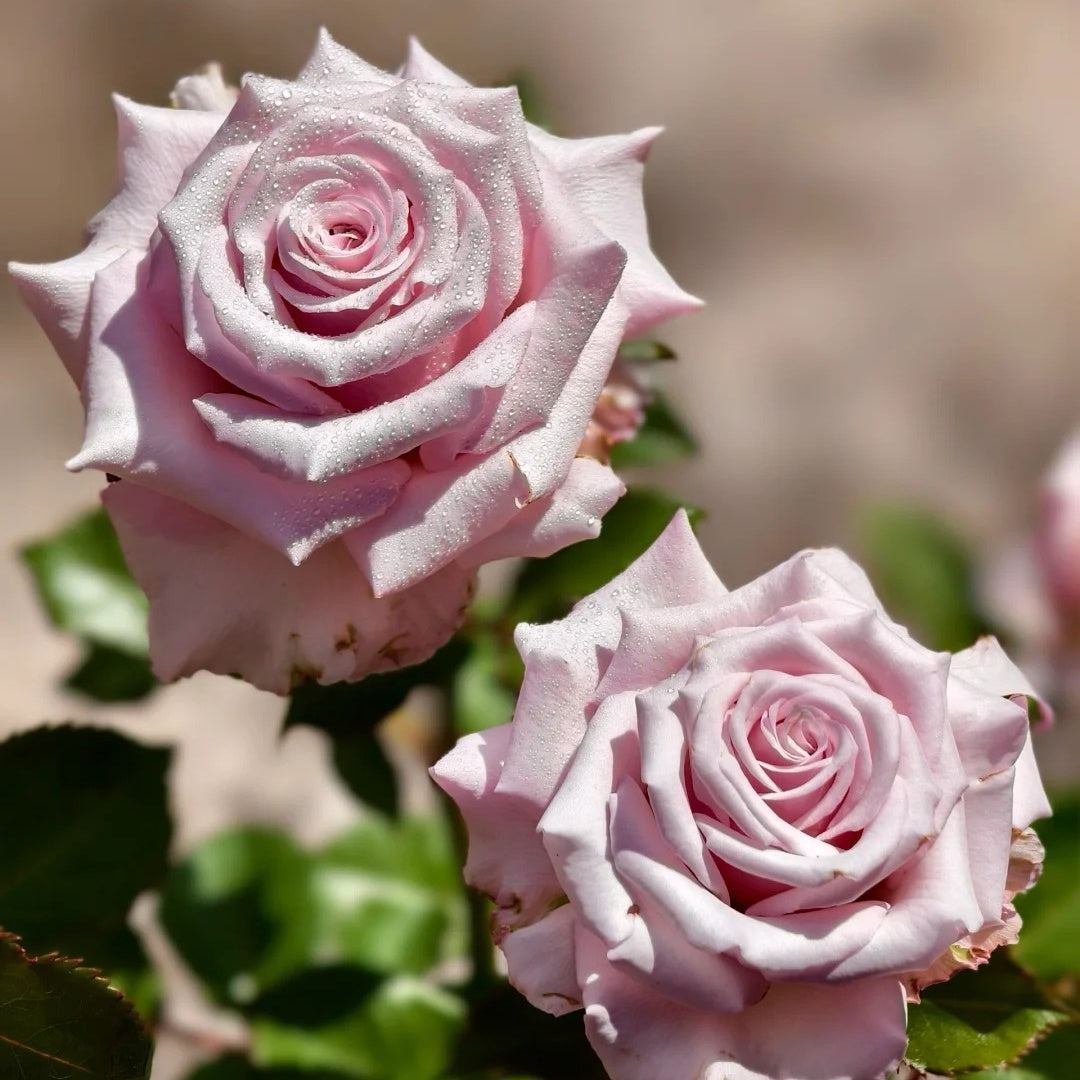 Lady Raphaela Rose