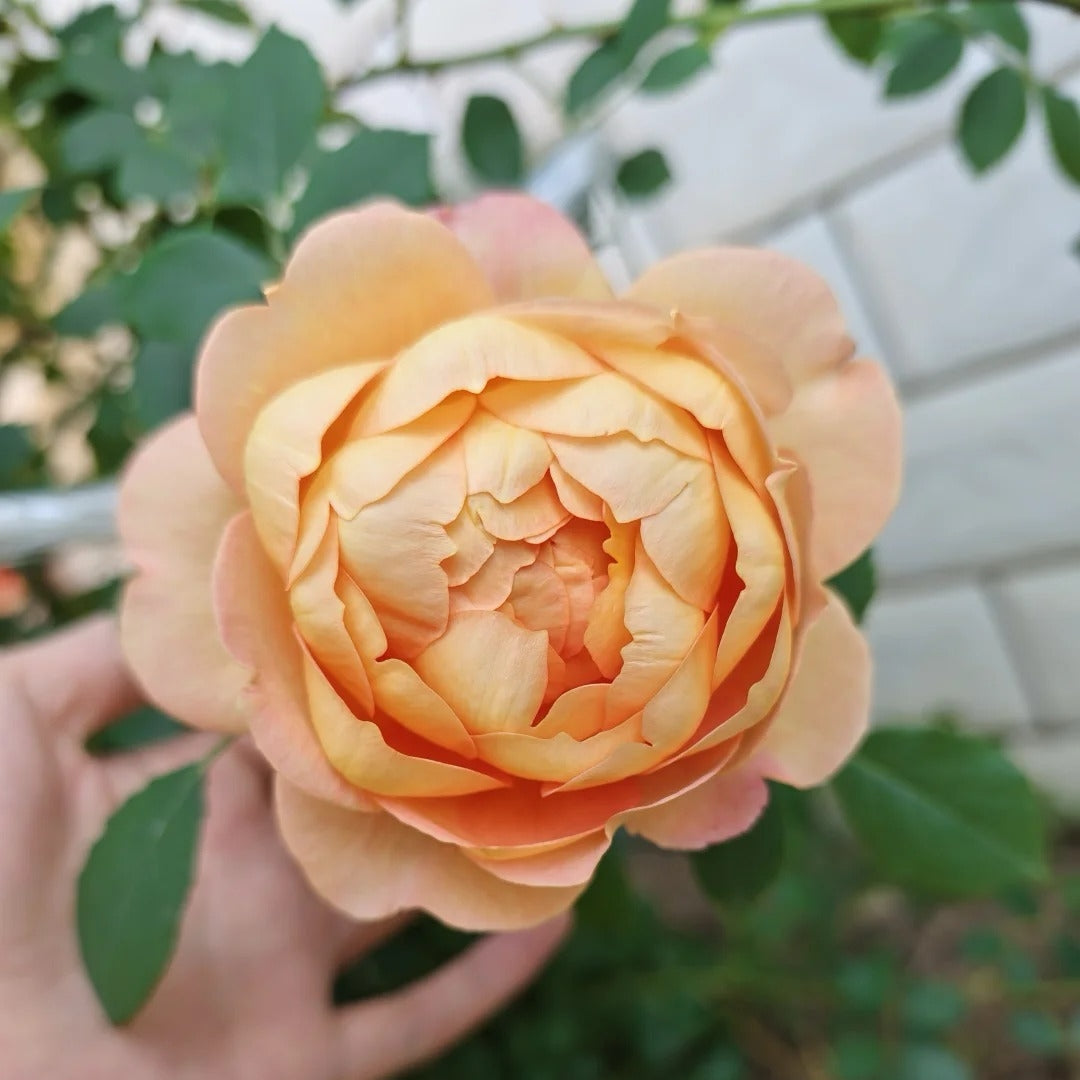 Lady of Shalott® Rose