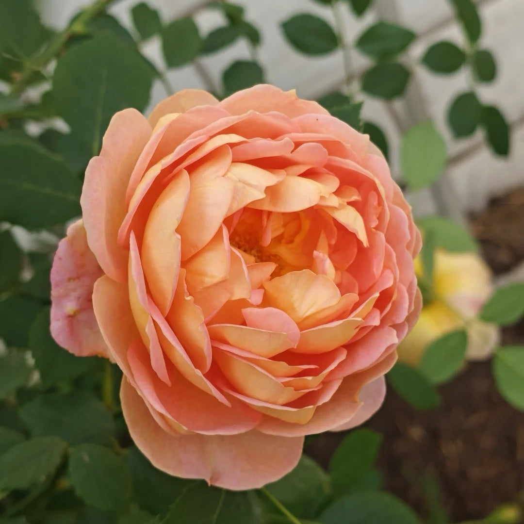 Lady of Shalott® Rose