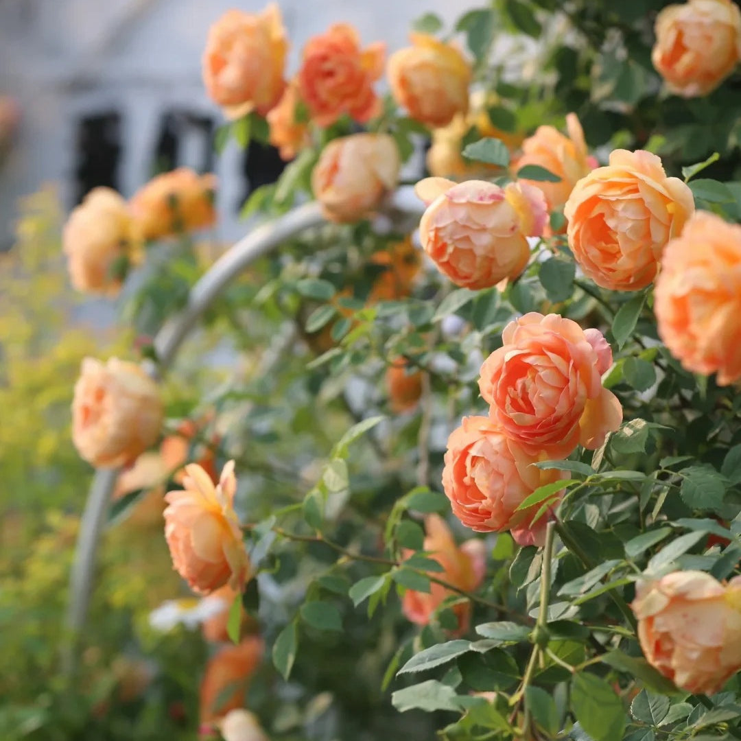 Lady of Shalott® Rose