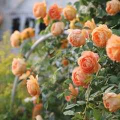 Lady of Shalott® Rose