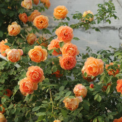 Lady of Shalott® Rose
