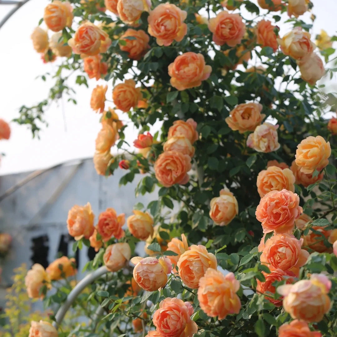 Lady of Shalott® Rose