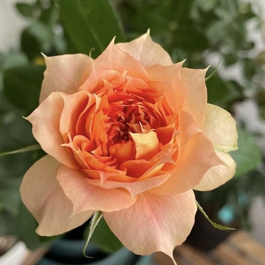 Lanterne Citrouille Rose