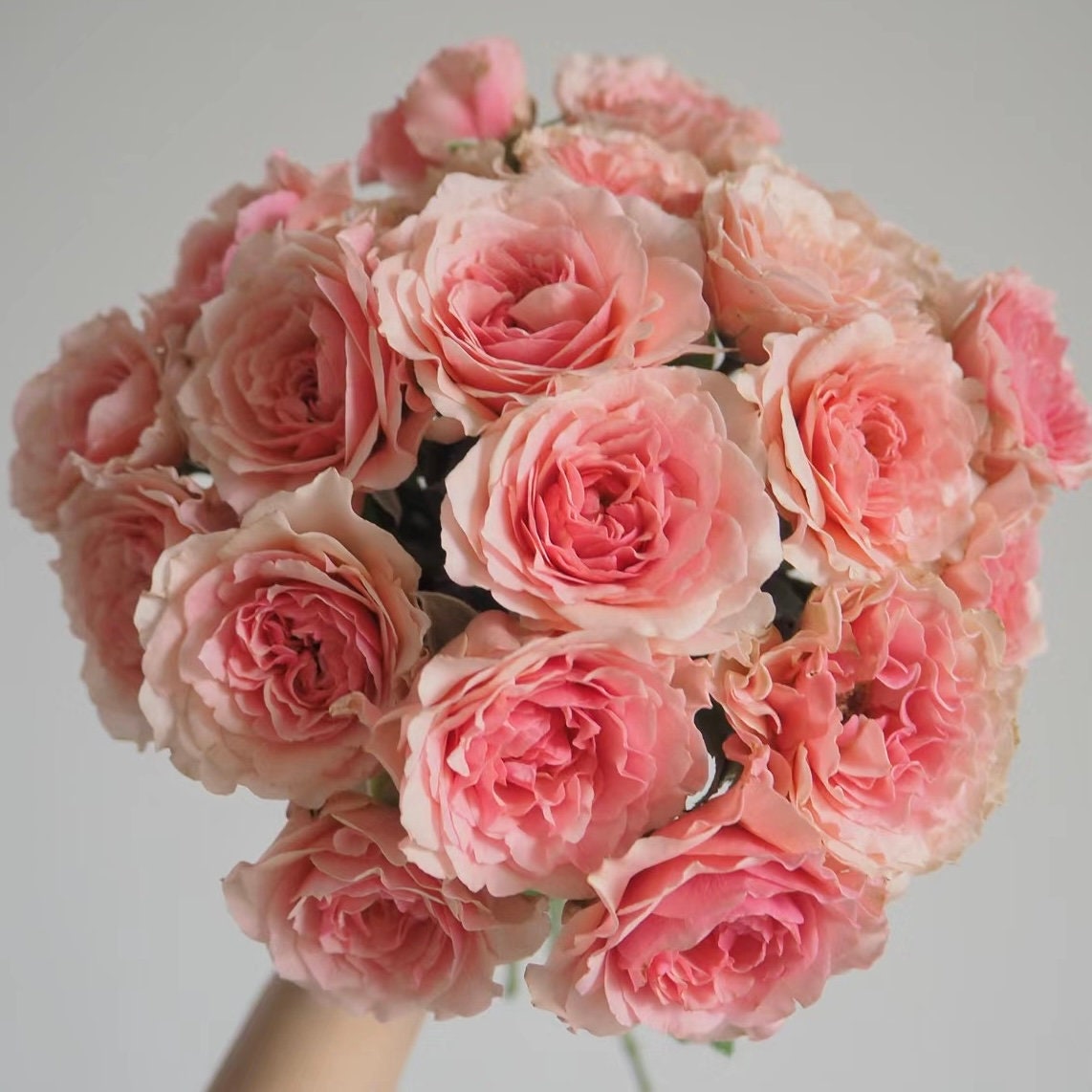 Lanterne Citrouille Rose