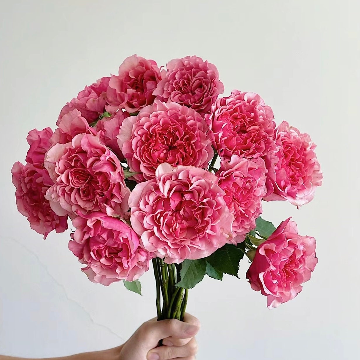 Lanterne Citrouille Rose
