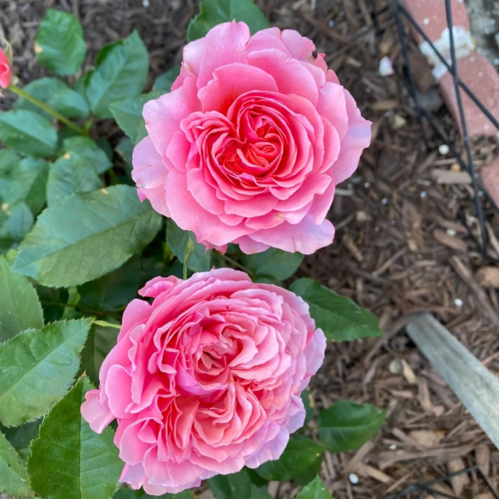 Lanterne Citrouille Rose