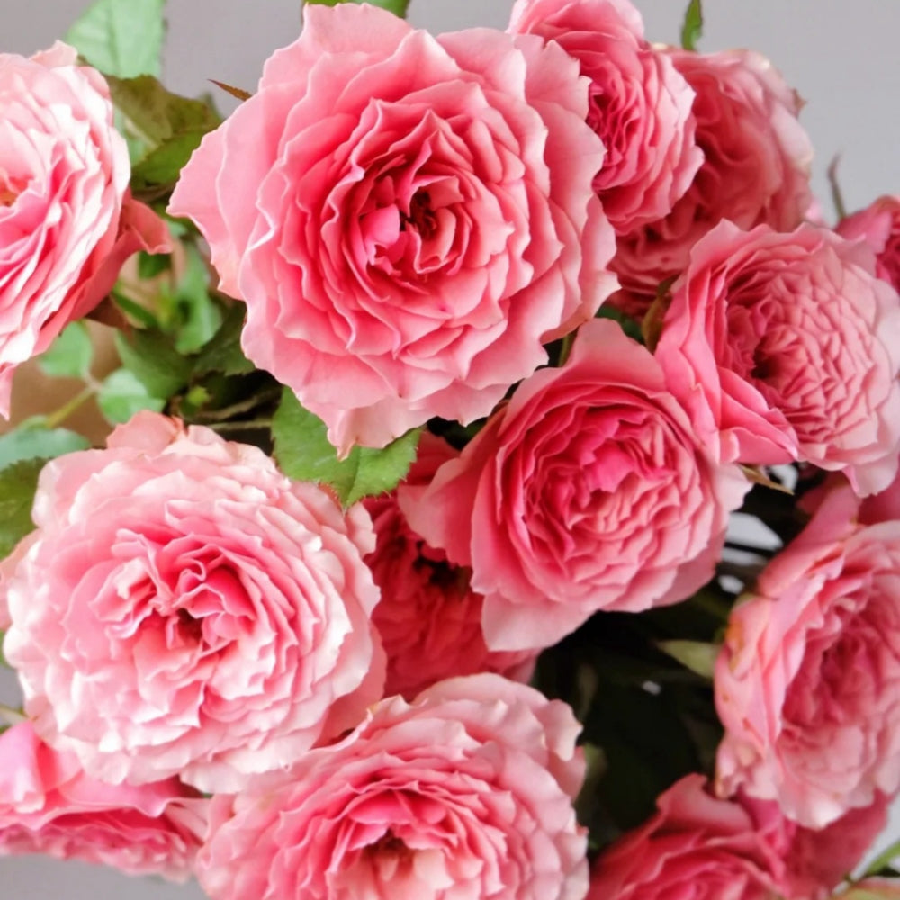 Lanterne Citrouille Rose