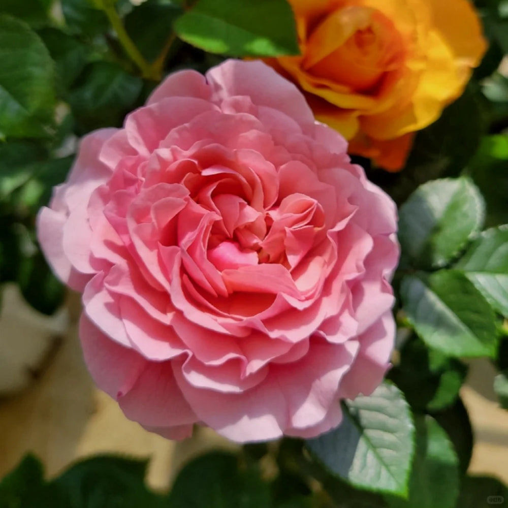 Lanterne Citrouille Rose