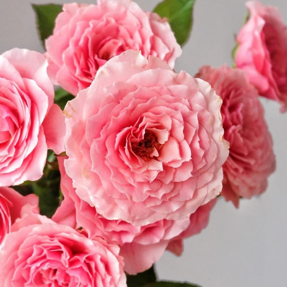 Cut Roses – Page 9 – Ergongzy Roses