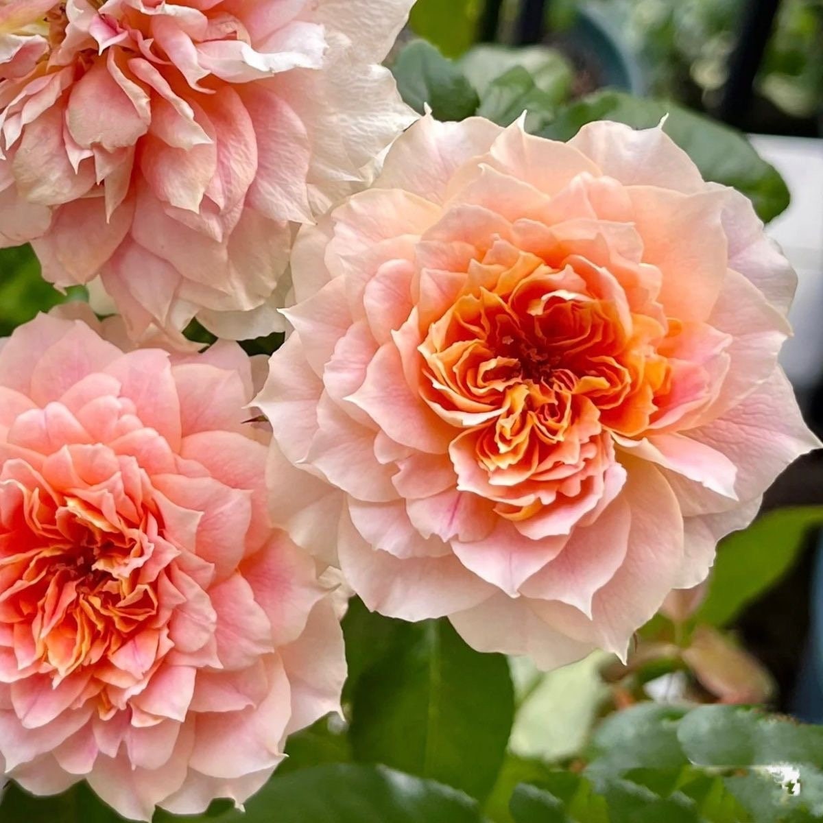 Lanterne Citrouille Rose