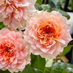 Lanterne Citrouille Rose