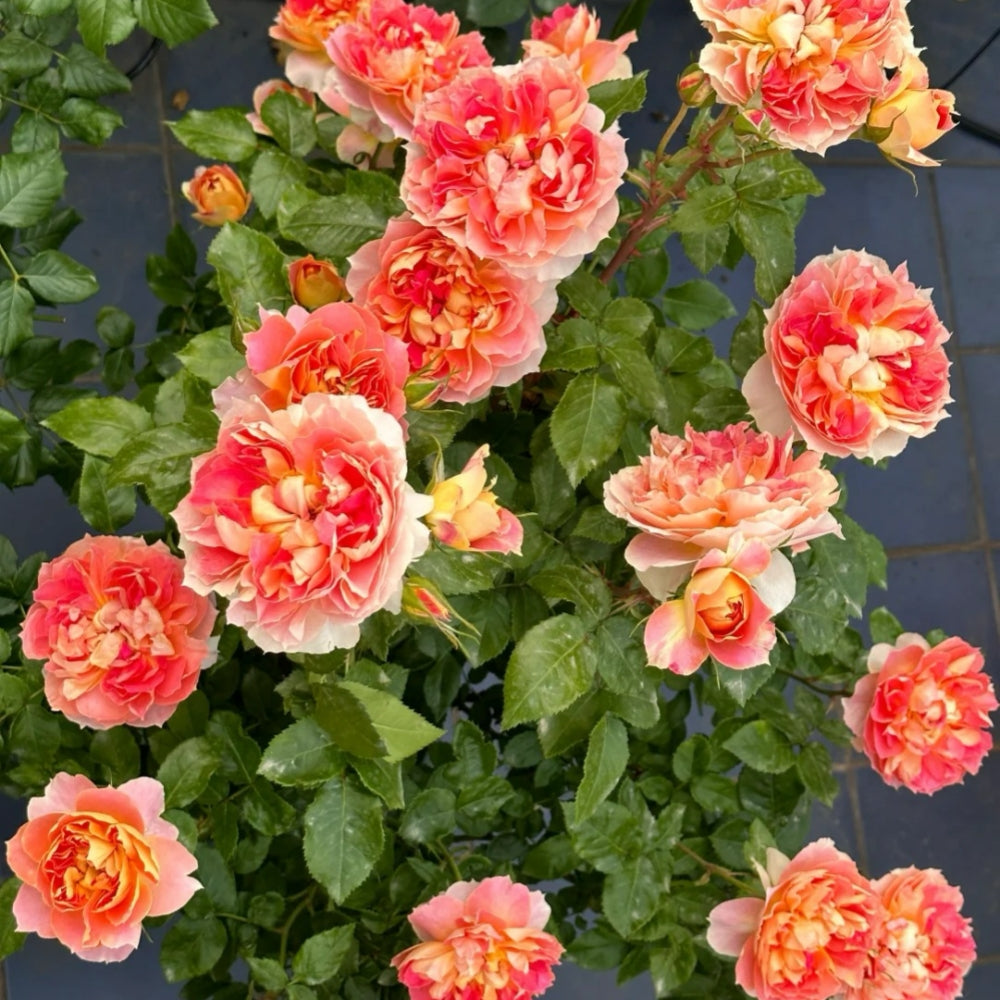 Lanterne Citrouille Rose