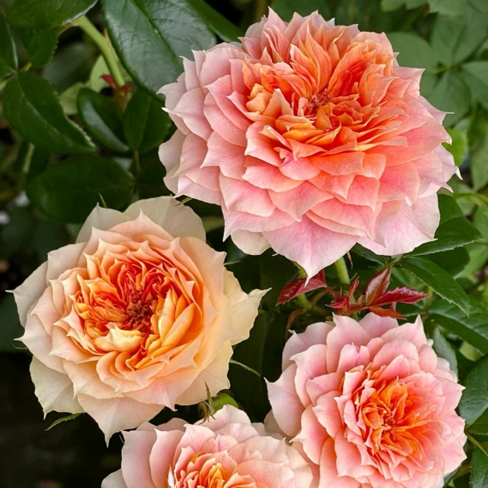 Lanterne Citrouille Rose