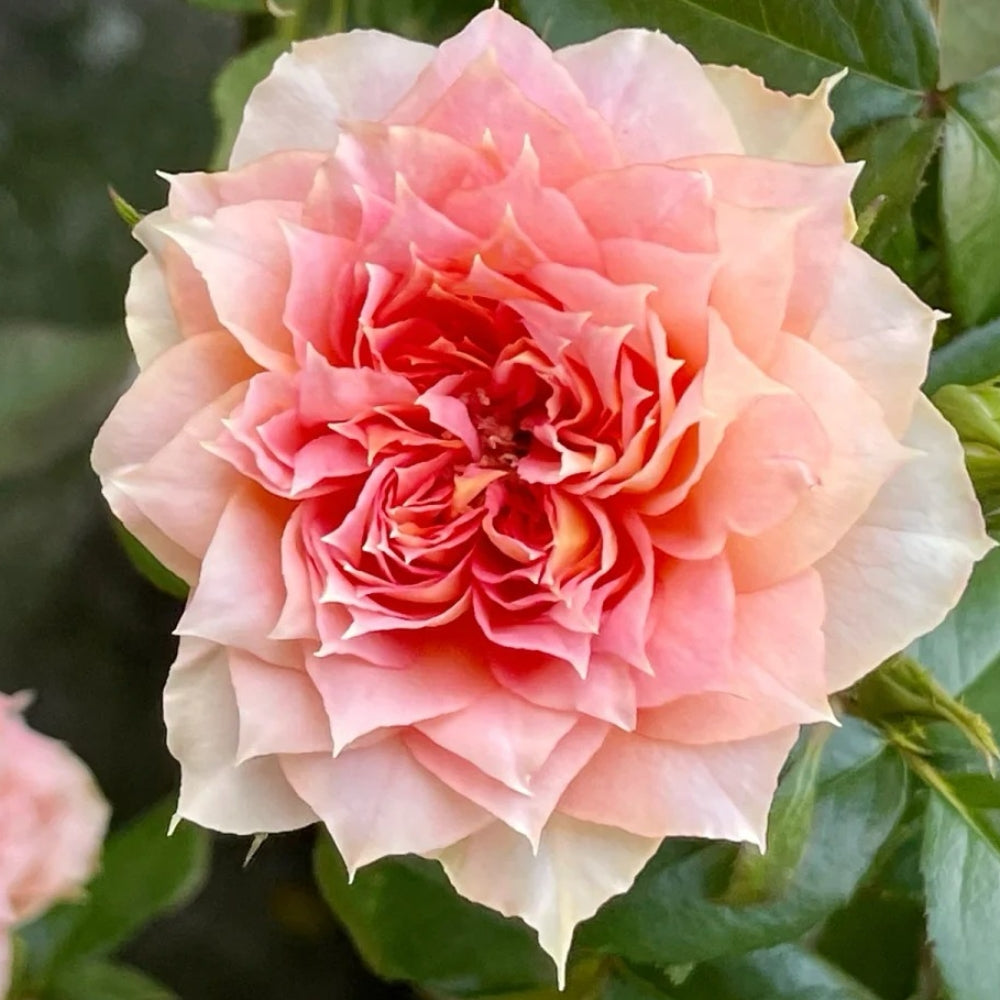 Lanterne Citrouille Rose