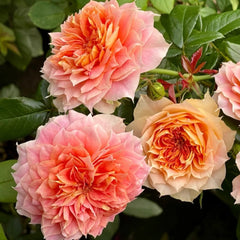 Lanterne Citrouille Rose