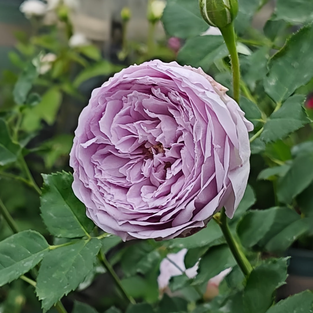 Lapis Lazuli Rose