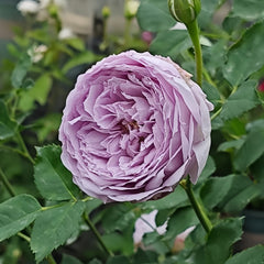 Lapis Lazuli Rose
