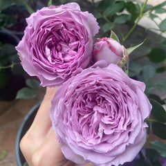 Lapis Lazuli Rose