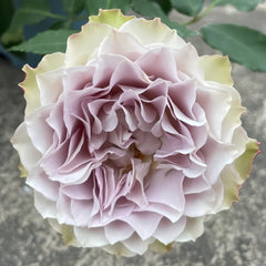Lapis Veil Rose