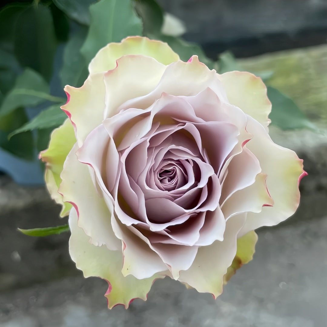 Lapis Veil Rose
